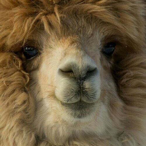 StriikzLeLama
